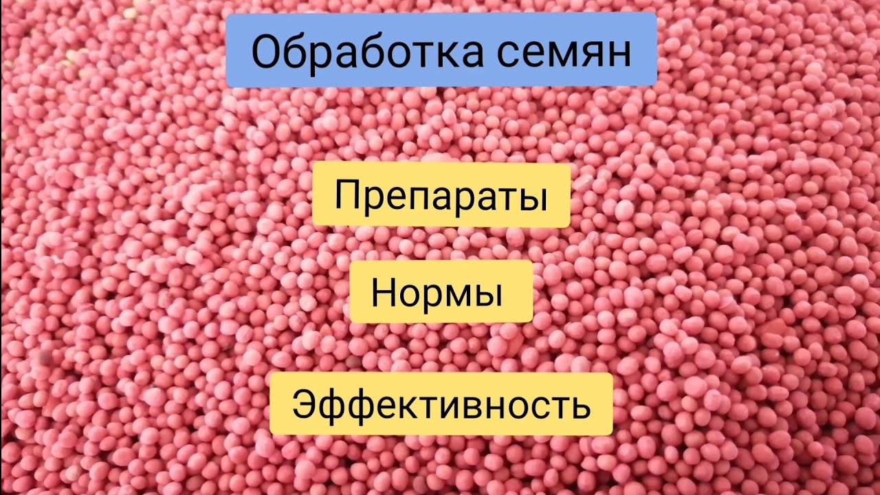 Обработка семян перед посевом. Препараты, нормы.