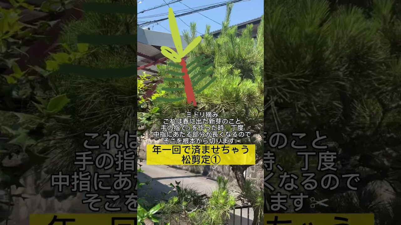 年一回で済ませる！松剪定
