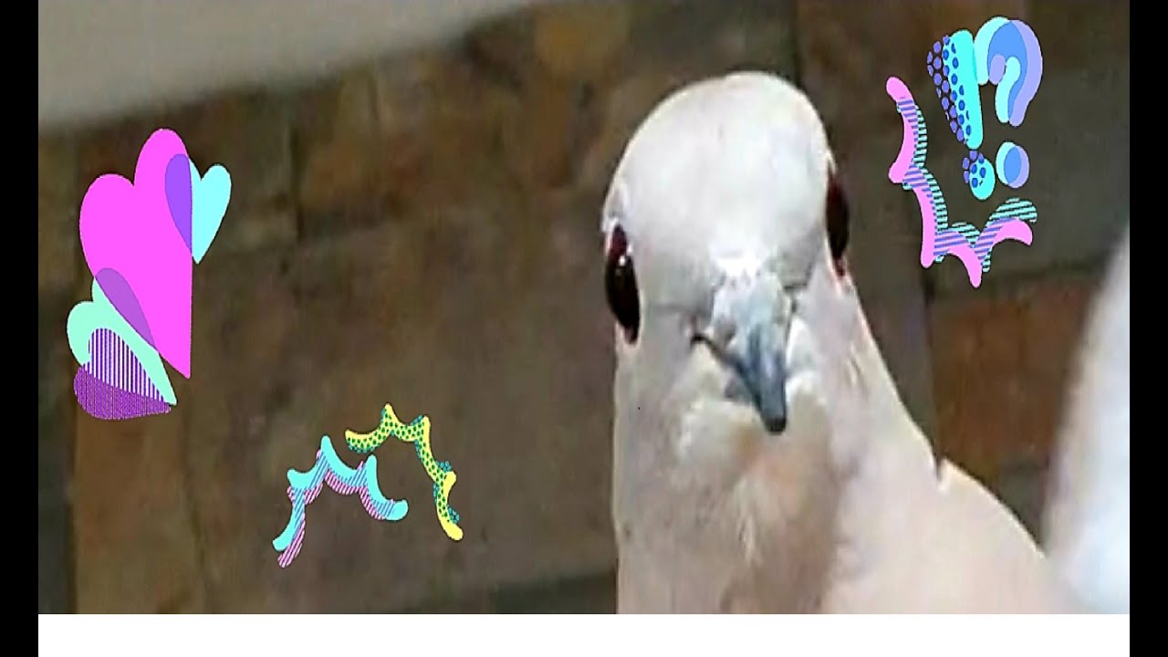 Gucci is taking a shower 🕊