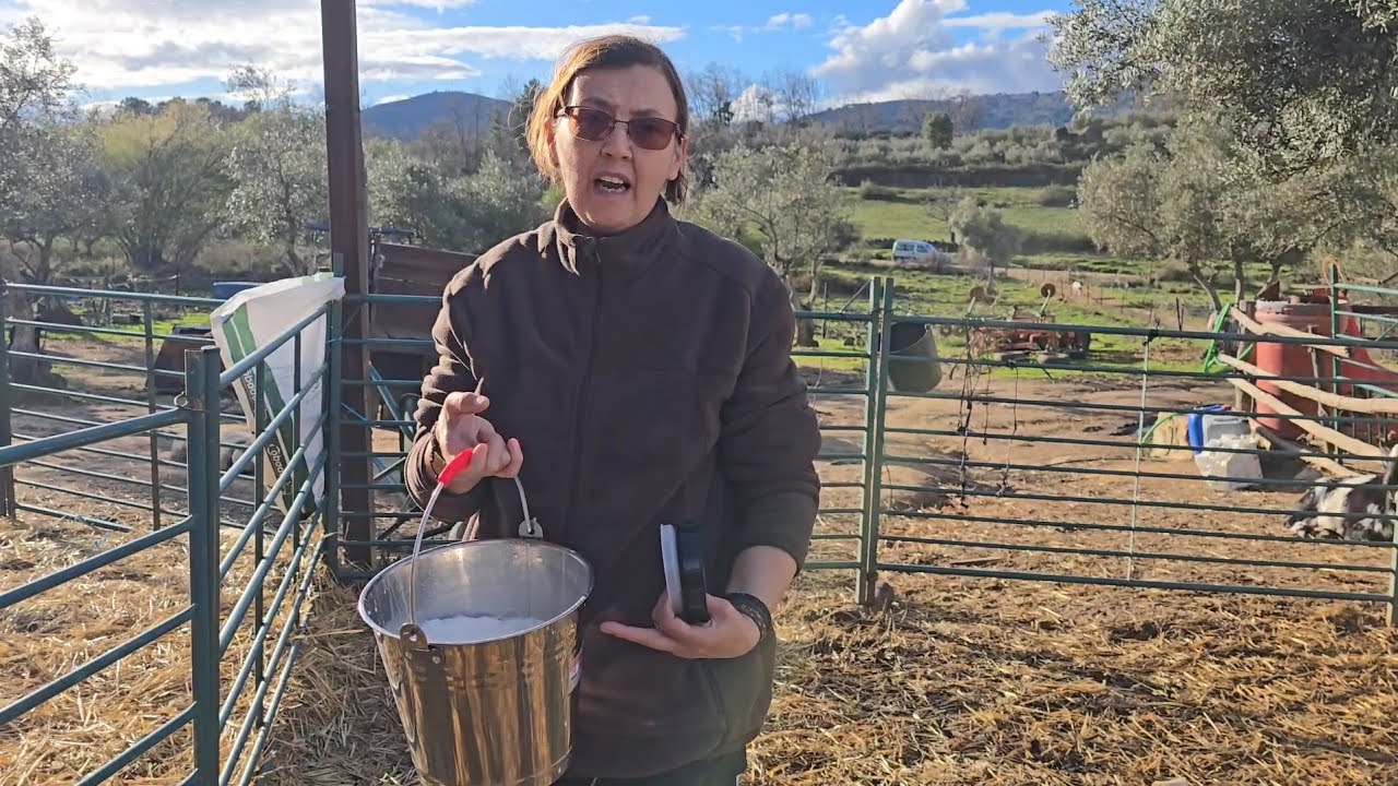 Mi madre ordeñando, qué risa con la chiva