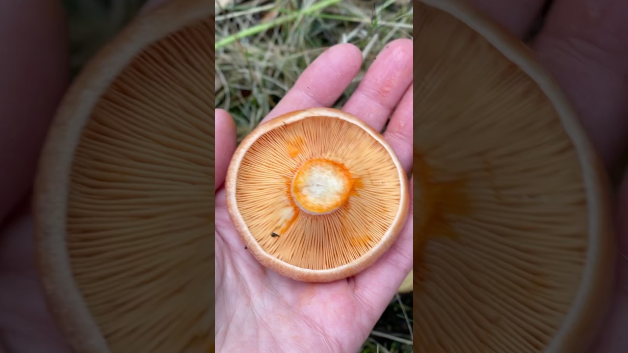 #lactariusdeliciosus #lactarius #milkcap #saffronmilkcaps  #wildfood #wildedible #wildmushrooms