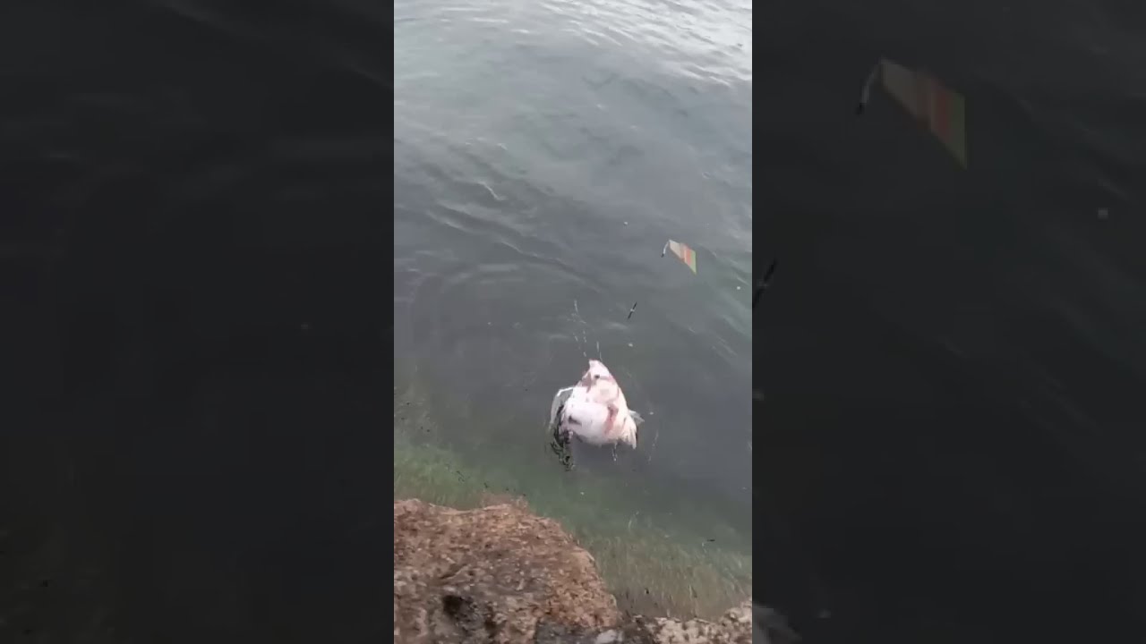 #nilaalbino #samosirdanautoba #nilamonster   Ikan nila Albino
