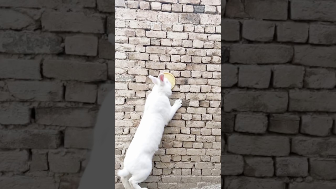 Allah#new#shortvideo #beautiful #comedy#youtubevideo #viralvideo #today#bhoot#rabbit #trending#news