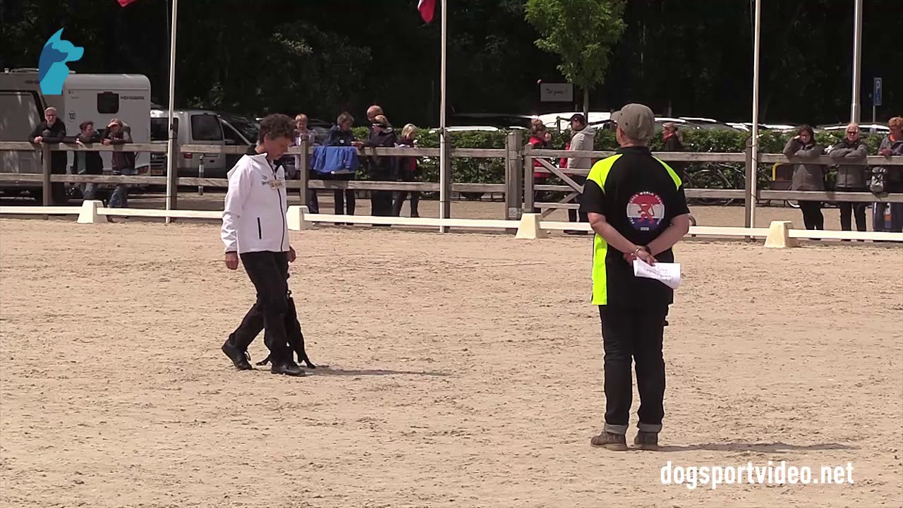 Selection - Wiebke Götz + A flying fox aus Enyy's Kelpie Familie/Australian Kelpie - Germany