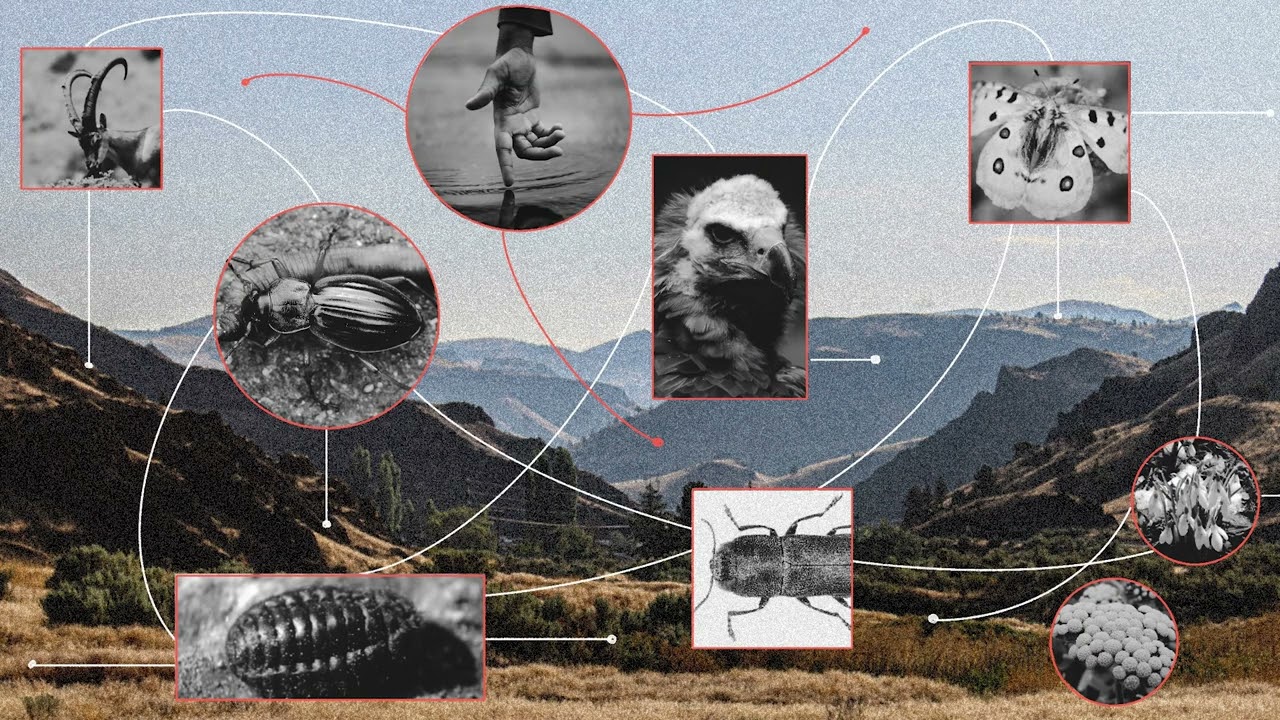 The Unloved Others: Invertebrate Conservation in Armenia | Audio Article