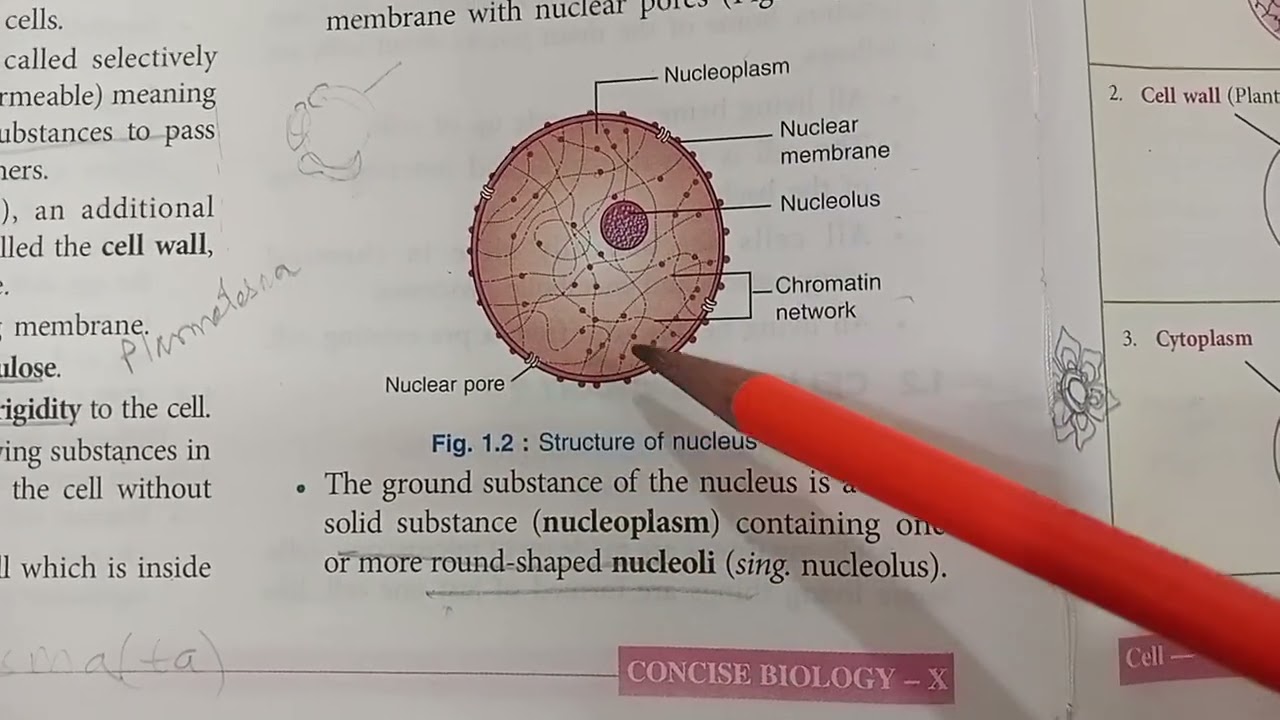 ICSE  class 10 Biology CELL 2