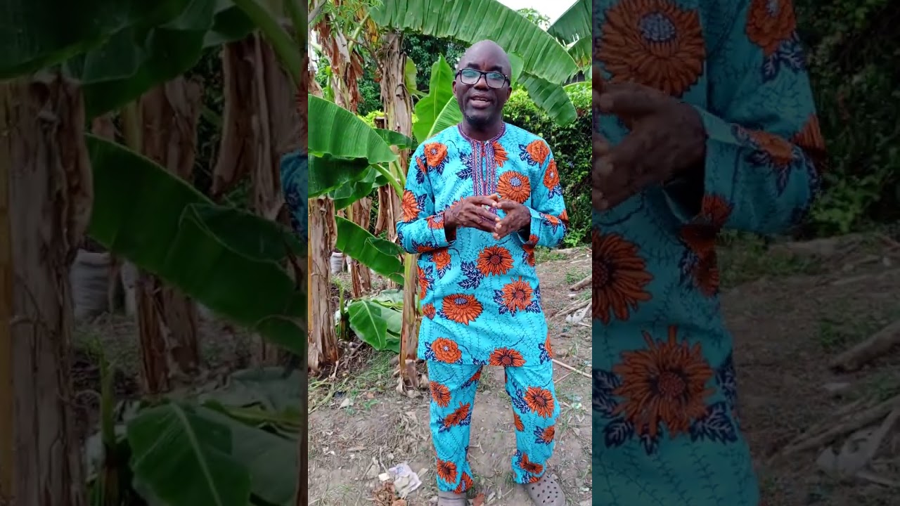 USE OF SOAKED PLANTAIN PEELS AS NUTRIENTS IN CROP PLANTATION