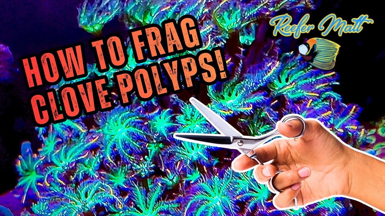 Как извлечь фрагменты гвоздичных полипов для рифового аквариума!