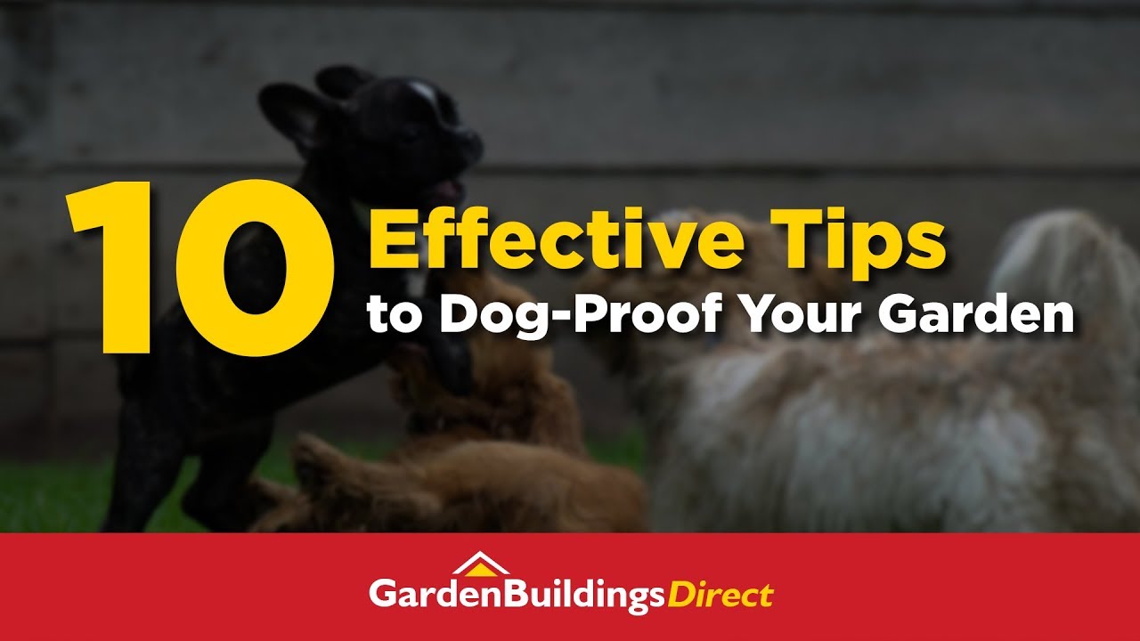 How to Dog-Proof Your Garden: 10 Effective Ways to Keep Your Dog Safe