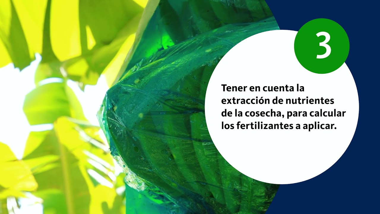 Recomendaciones para el manejo de la nutrición en banano y plátano.