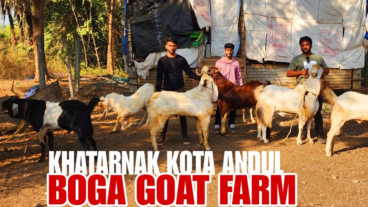 Khatarnak Kota Collection Boga Goat Fram K Set Andul Bakre .
