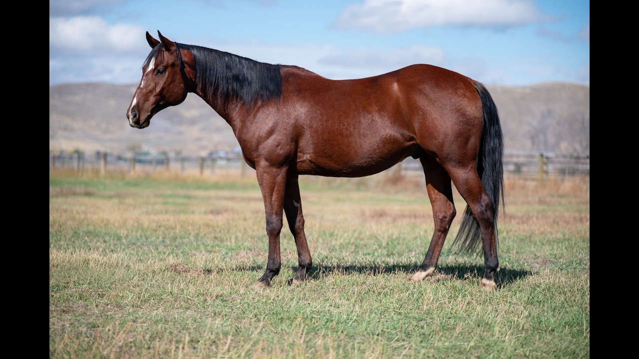 Lot #19 MONTANA CHAPSTICK