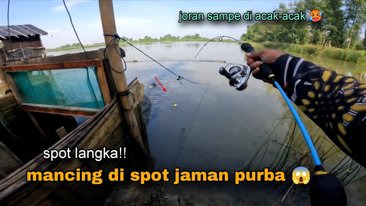 spot langka!! Mancing kakap di tambak yang jarang terjamah  🥵