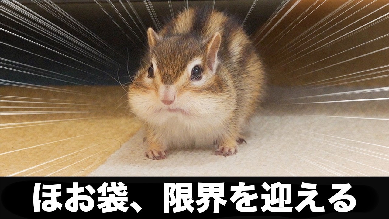 【シマリス】リスの吸引力がヤバすぎたｗｗｗ