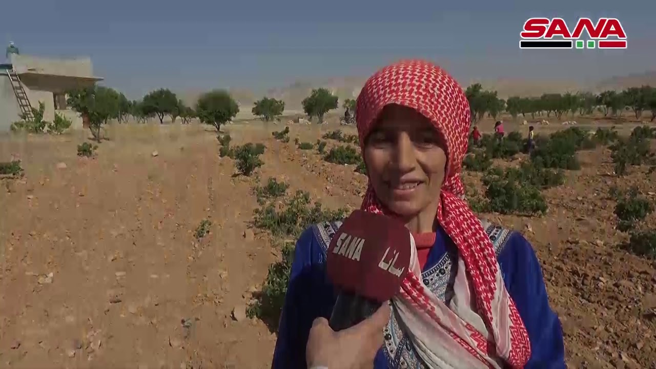 توقعات بإنتاج نحو 35 طناً من الوردة الشامية في قرية المراح