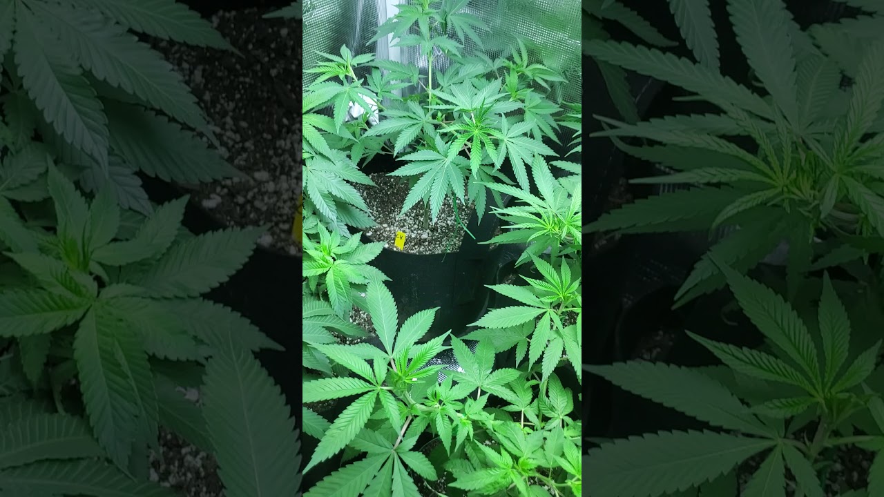 2x4 Gorilla Grow Tent Grow