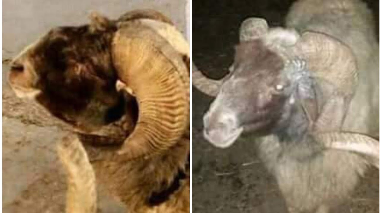حوار مع بائع بوكا حرام للجزائر 🇩🇿 كل التفاصيل 😱 صدمة 💔