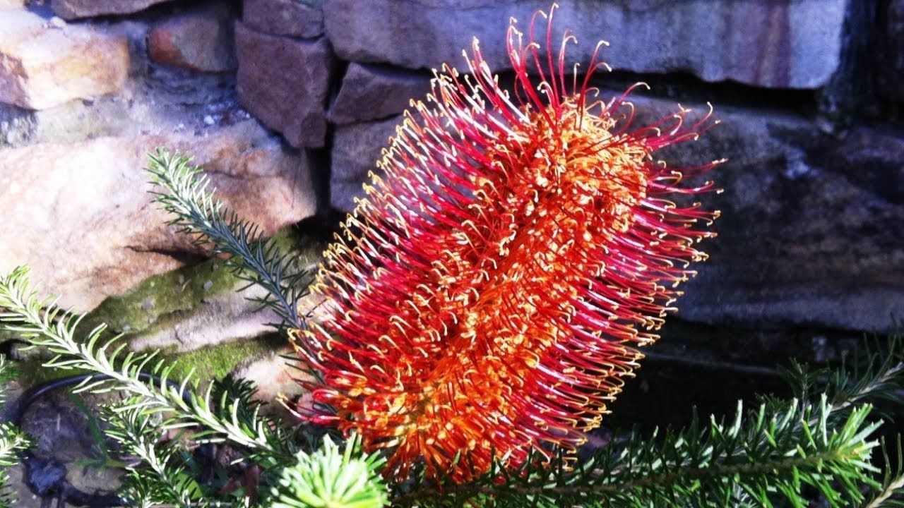 Angus's Plants for Aussie Birds - Banksia ericifolia
