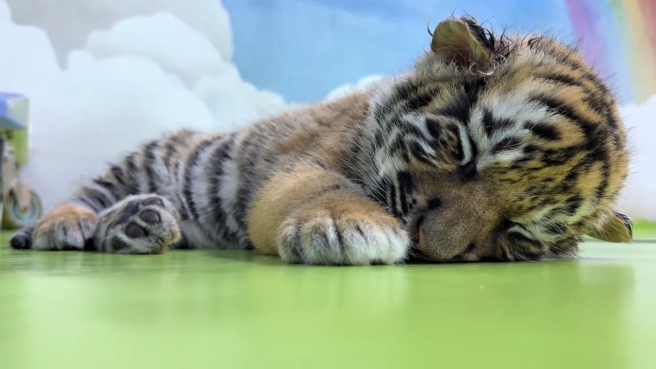 🐯🐯🐯Мяу-мяу-мяу Эти маленькие тигрята такие очаровательные!😊😊😊 #тигренок #тигр #котенок #зоопарк