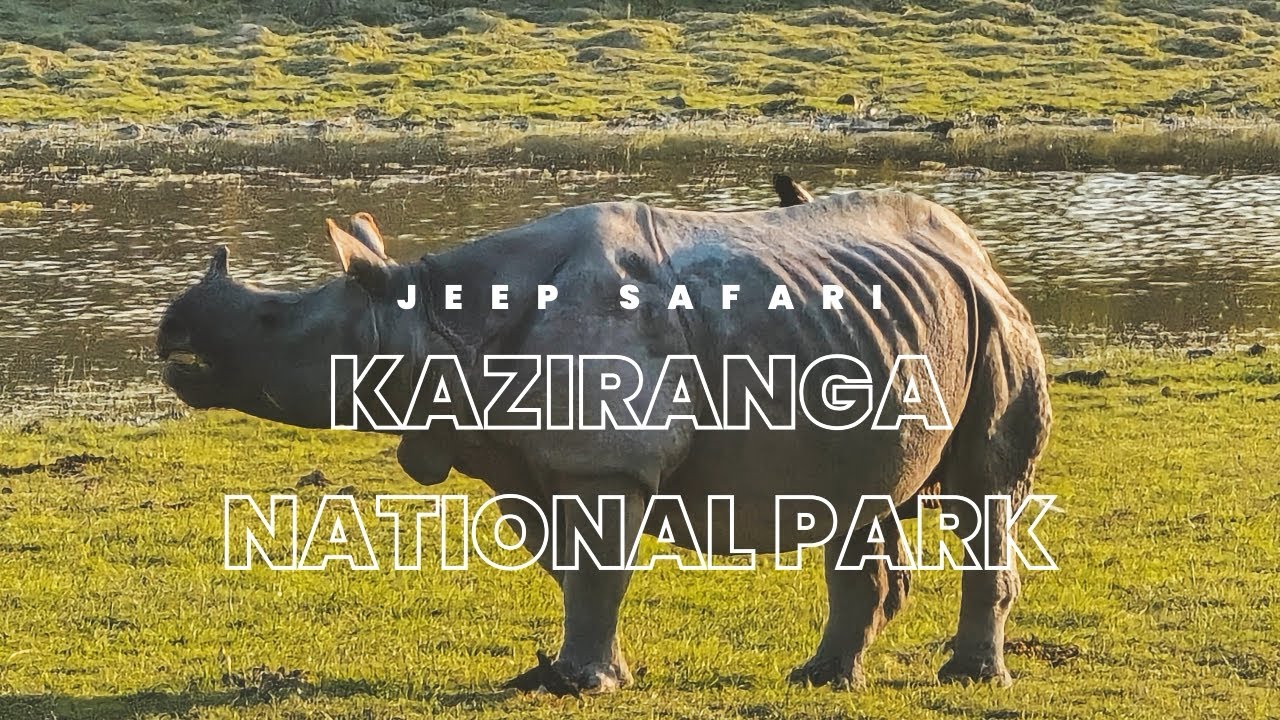 KAZIRANGA NATIONAL PARK❤️|| JEEP SAFARI🛻|| KOHORA RANGE🦏