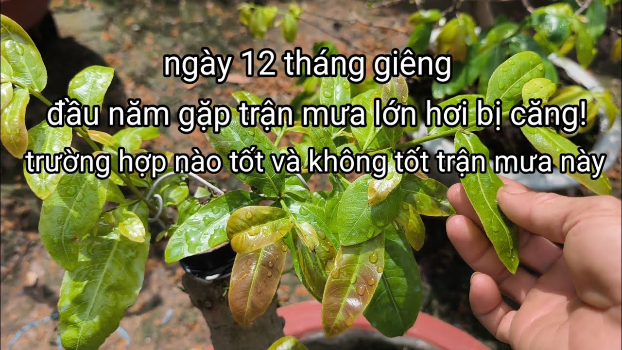 Gặp trận mưa lớn sau khi xả tàn cây mai sau tết! thì làm thế nào để giúp cây khỏe và đâm chồi.