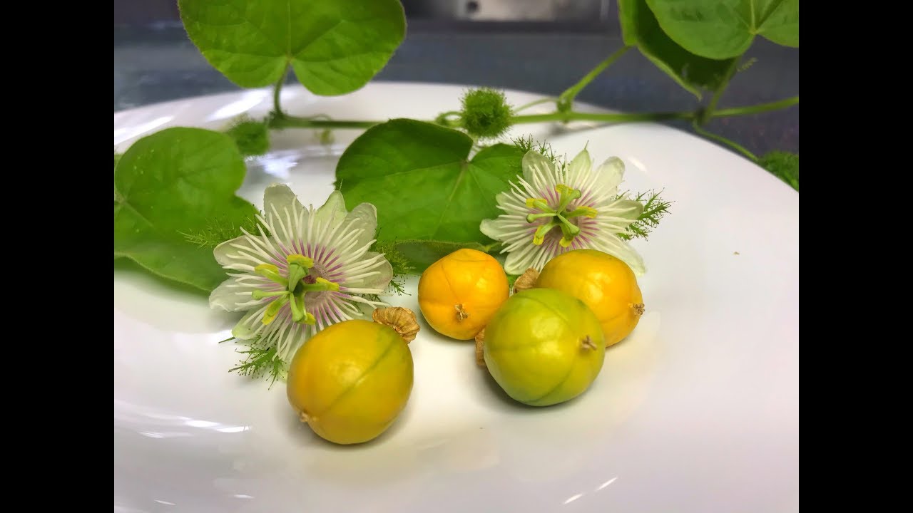 Пассифлора фоэтида. Passiflora foetida