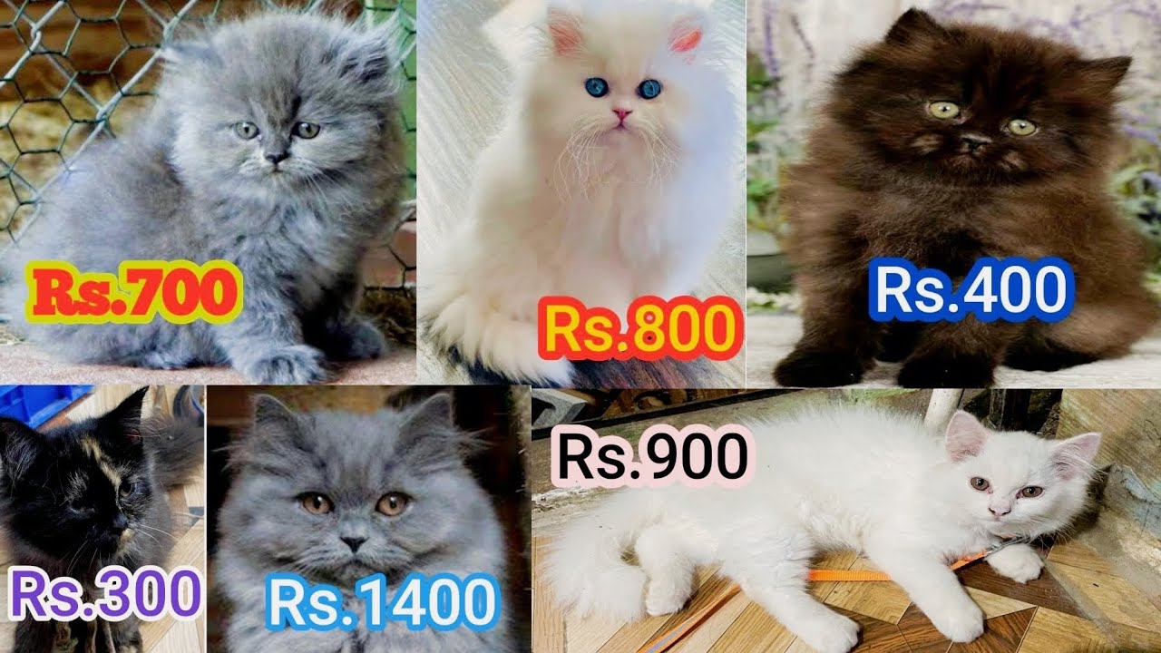 Persian Cat Top Quality Triple Cout Double Cout Cheapest Price