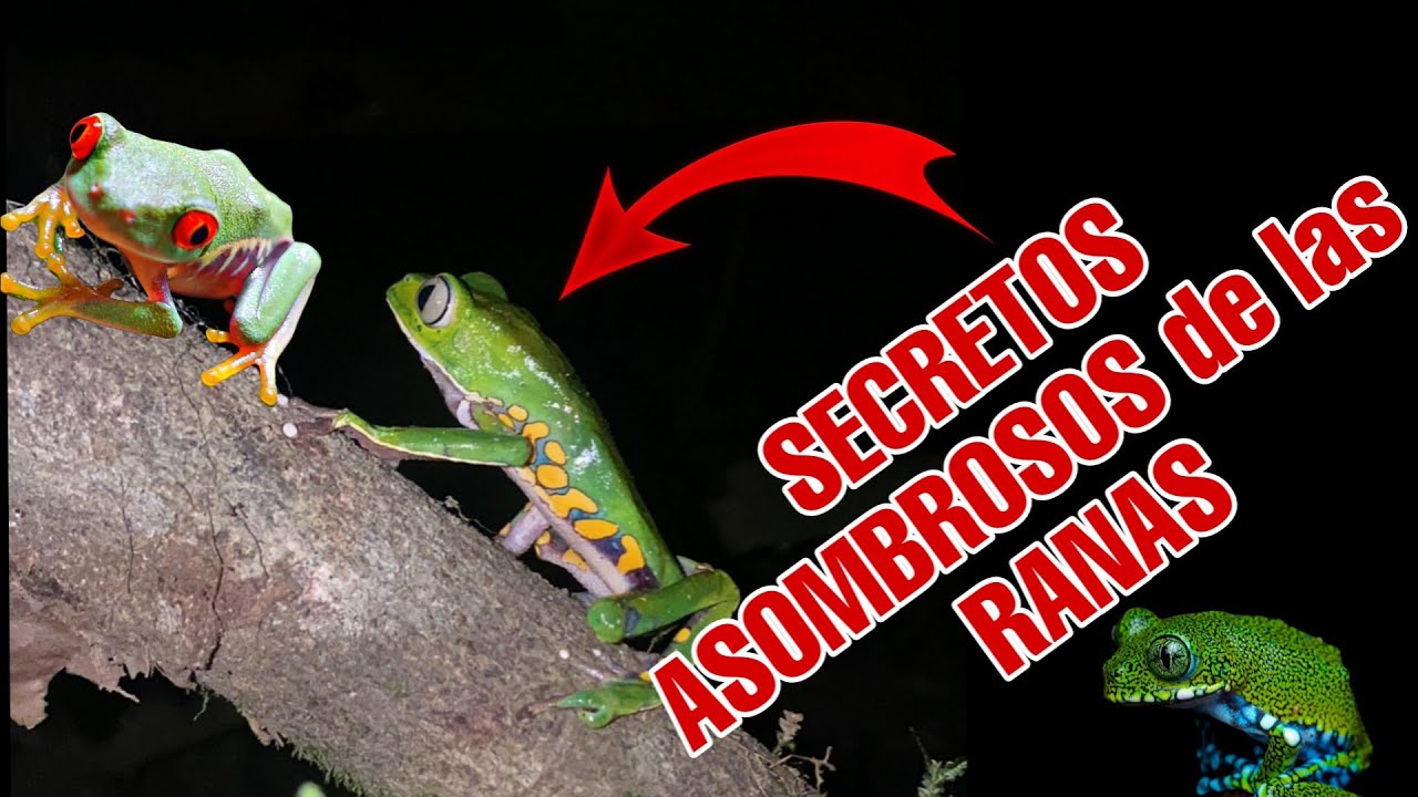 SECRETOS SORPRENDENTES - Las curiosidades mas ASOMBROSAS de las RANAS 🐸🤯✨✨