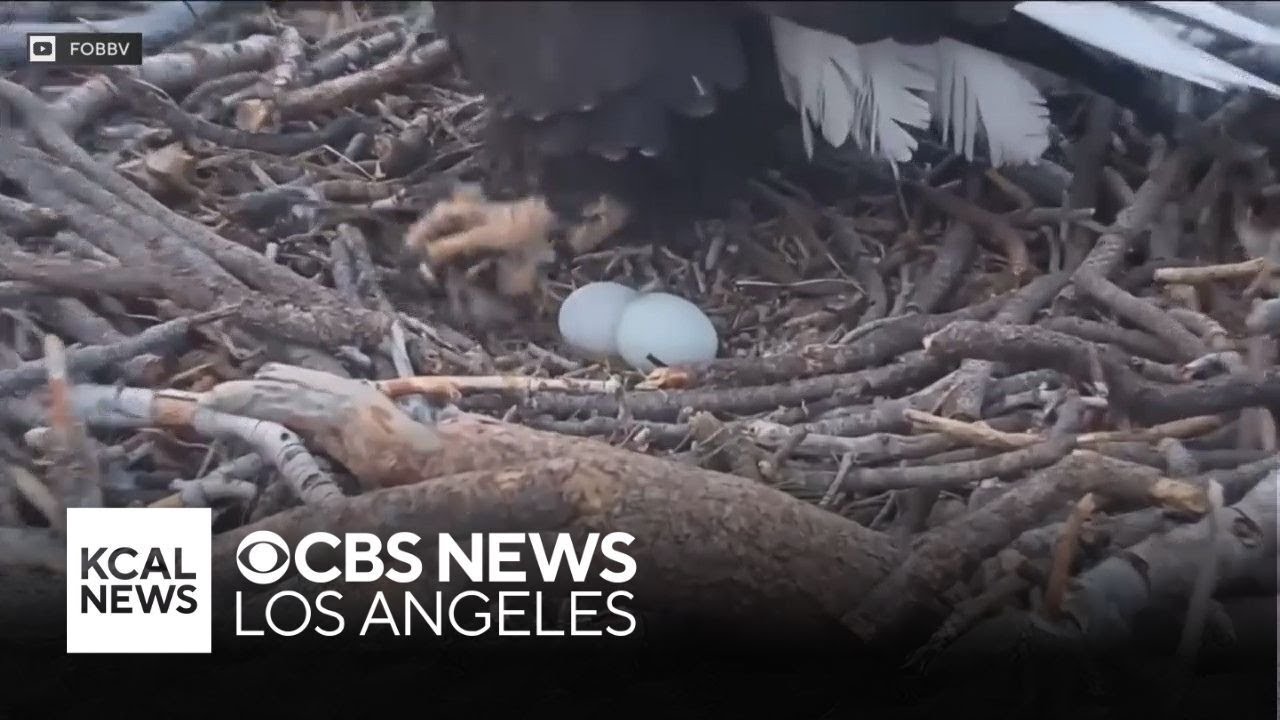 Big Bear eagles lay two eggs