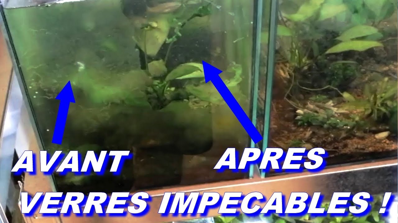 Tuto Nettoyage Vitres Aquariums : comment avoir des vitres super propres ! Pascal Aquariums Naturels
