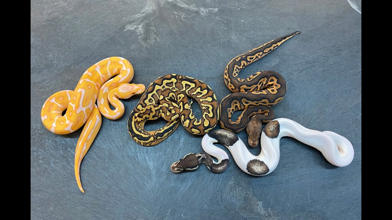 Awesome 2020 Ball Python combos:  Pieds, Clowns, Cryptics, and Lavenders!