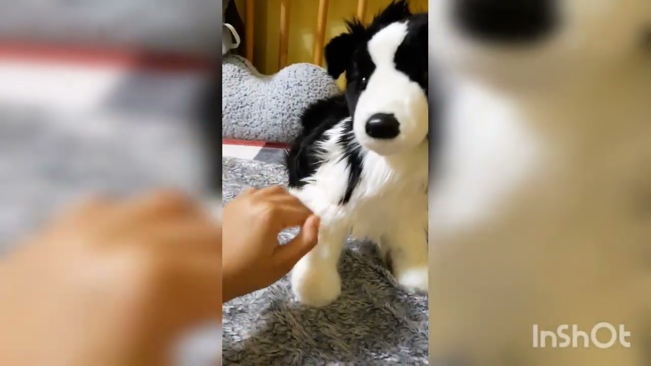 🐶 ESSA Unboxing Video of Douglas Border Collie & Beagle! (2023)