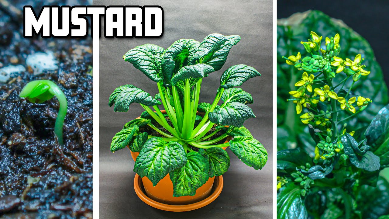 Mustard Greens Growing Time Lapse - Seed to Flower (103 Days)