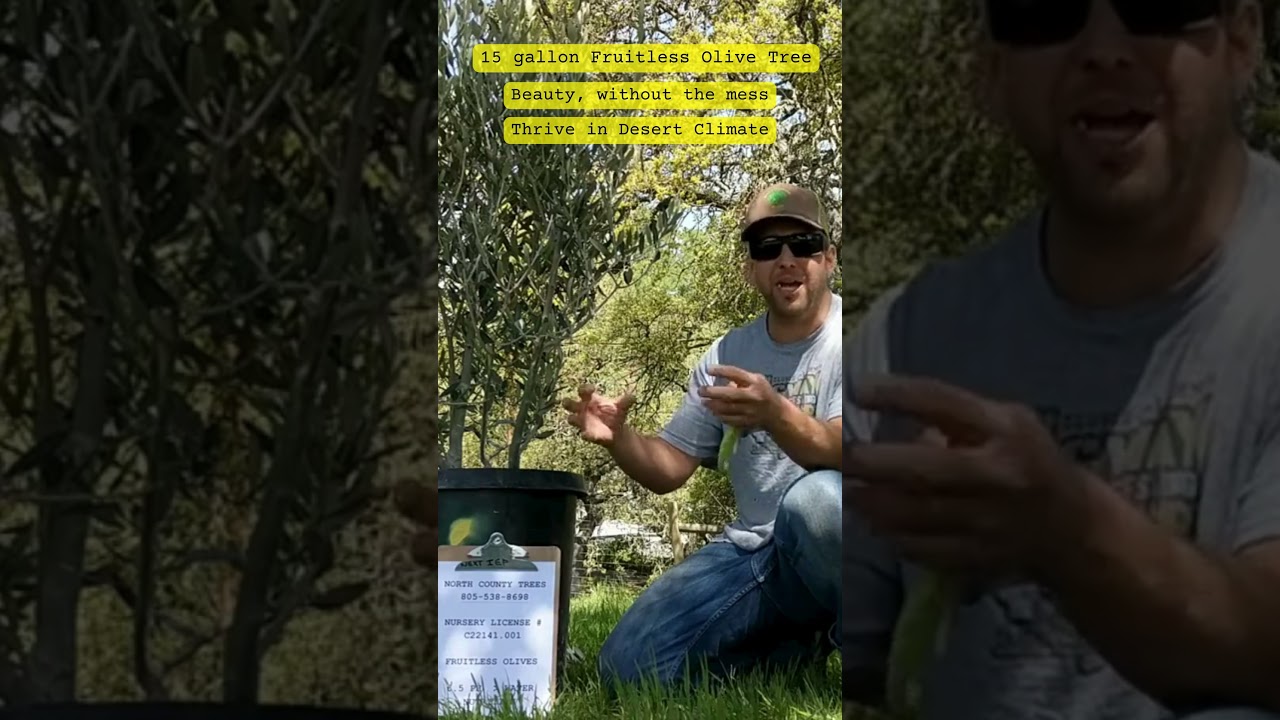 North County Trees - Talk With the Owner About Fruitless Olive Trees - Perfect for Your Home