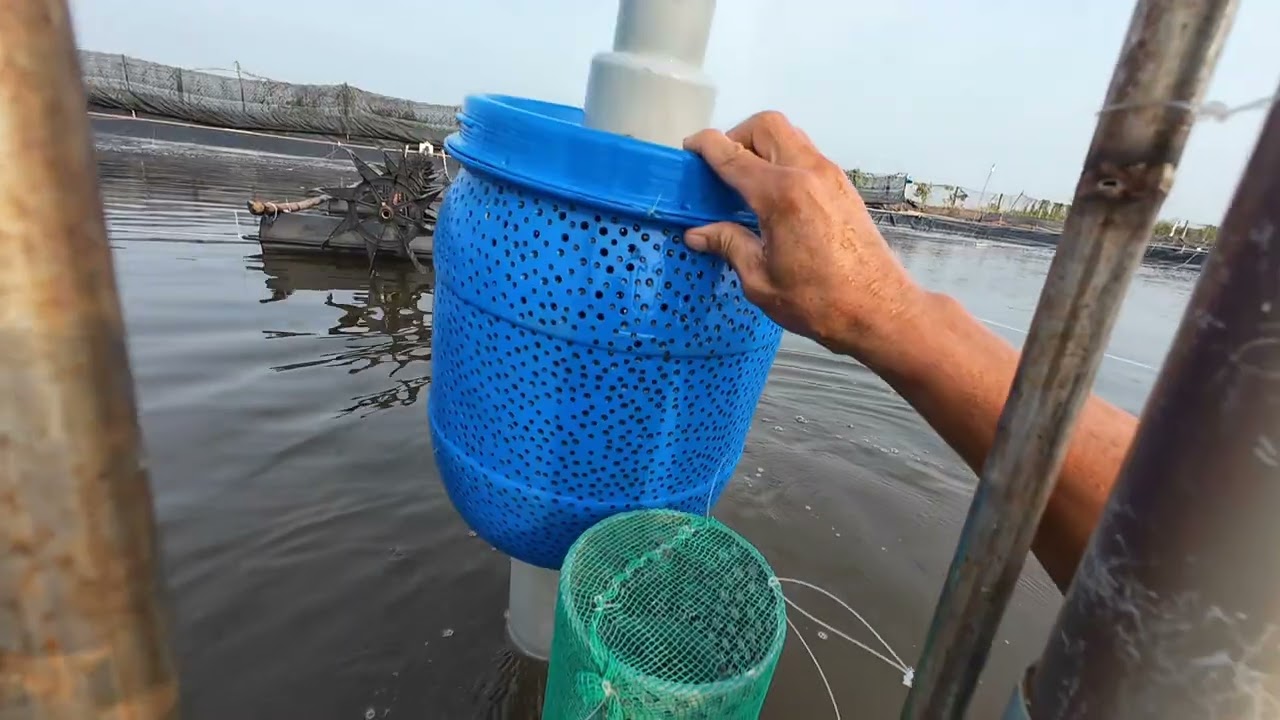 Nuôi tôm & trải nghiệm ( tập 4)