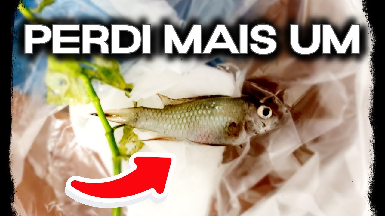 Perdi mais um Ramirezi por “causas misteriosas”
