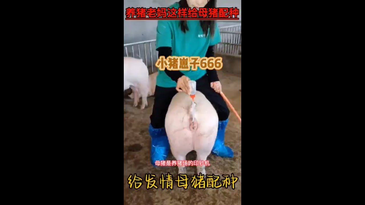 养猪老妈这样给老母猪配种的，怪不得下的小猪仔这么多，涨见识了