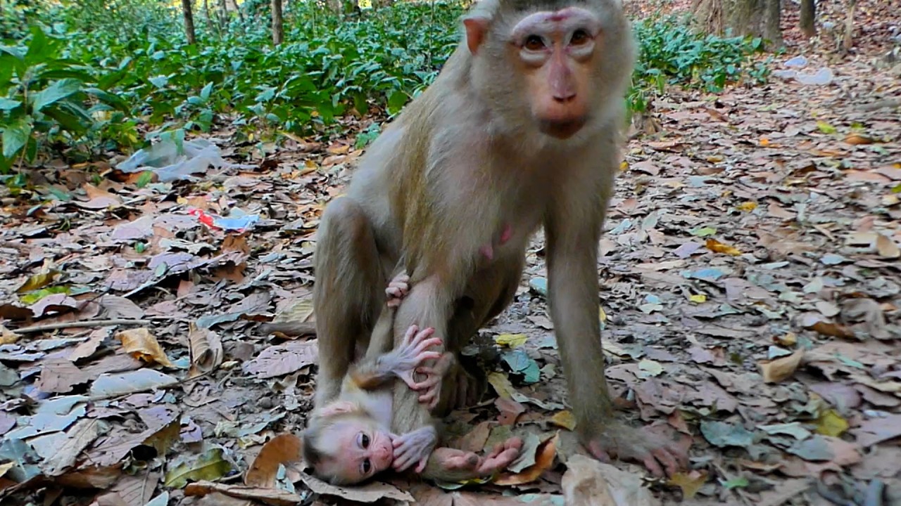 Upate newborn Lucan can walk faster and Mom Loy tired and block milk to him