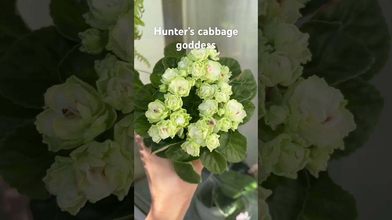 Hunter&rsquo;s cabbage goddess мини-фиалка
