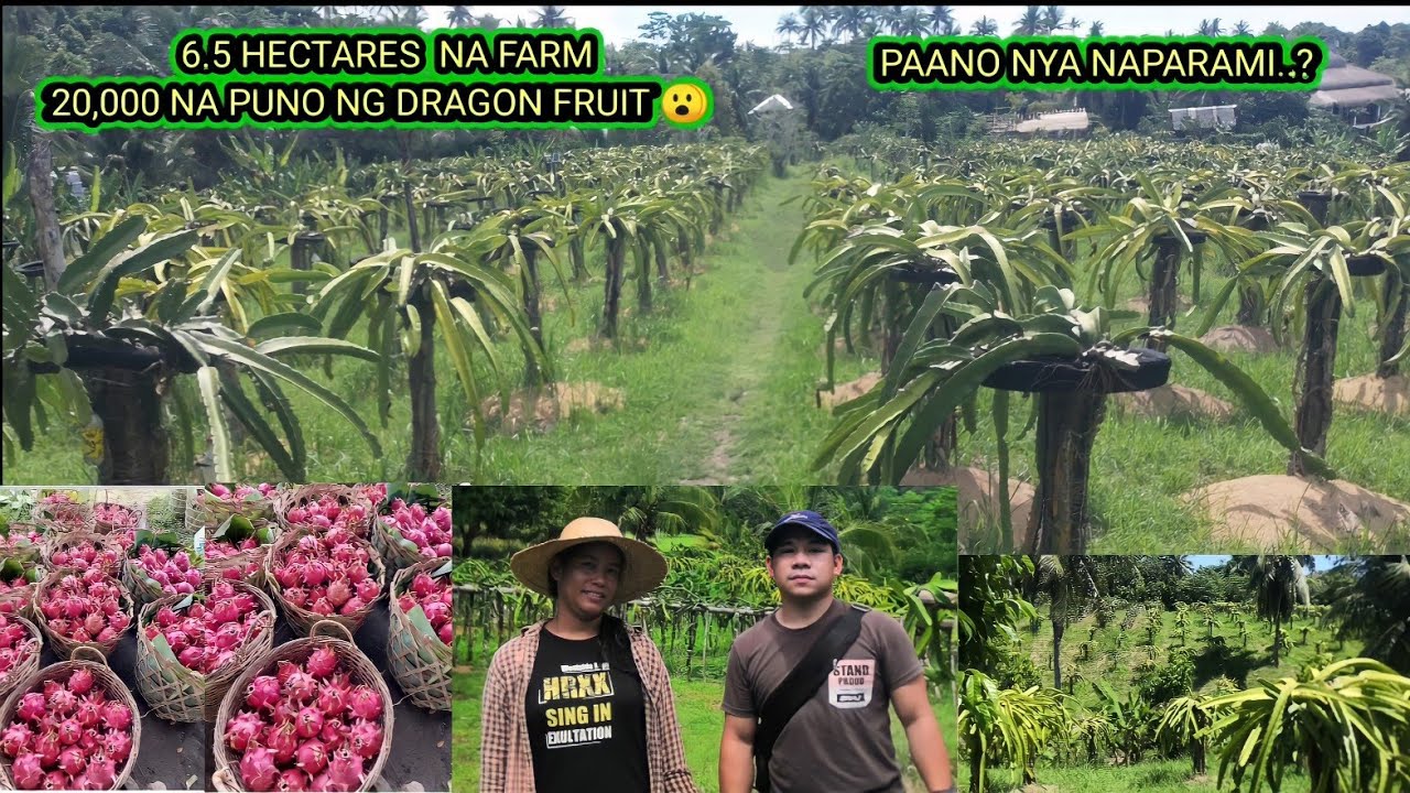 6.5 HECTARES NA DRAGON FRUIT FARM MAGKANO KAYA ANG KITA | PAANO PARAMIHIN ANG DRAGON FRUIT NA PUNO.