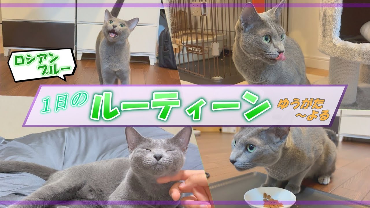 【後編】ロシアンブルーの１日のルーティーン
