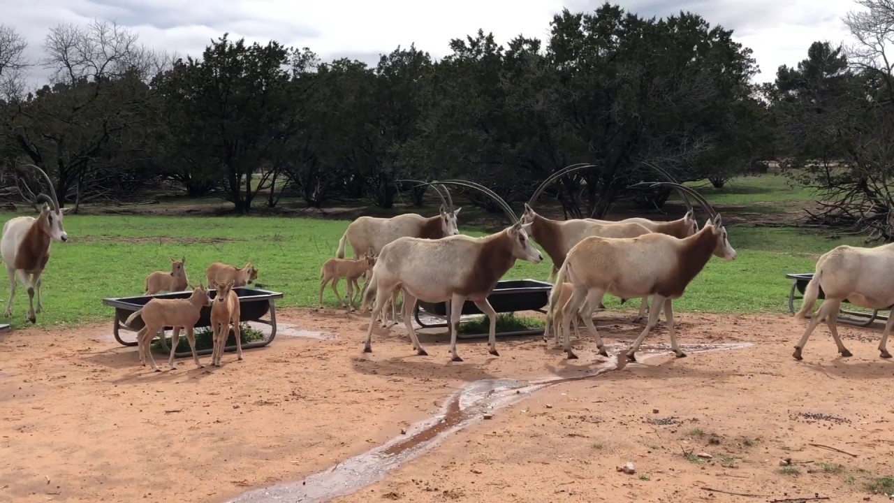 Scimitar Horned Oryx Thriving in Texas