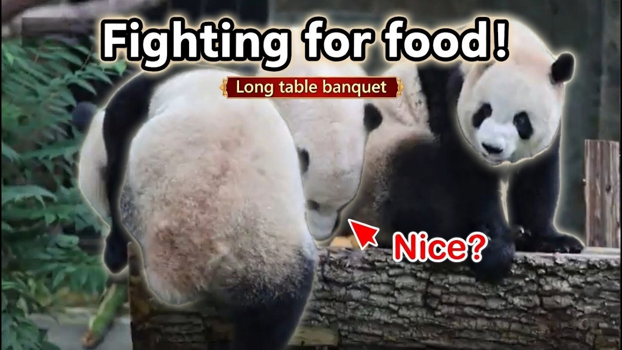 🐼Cute Panda Apple Feast Chongchong, Xixi & Qingqing Eat Together – Who Finishes Last