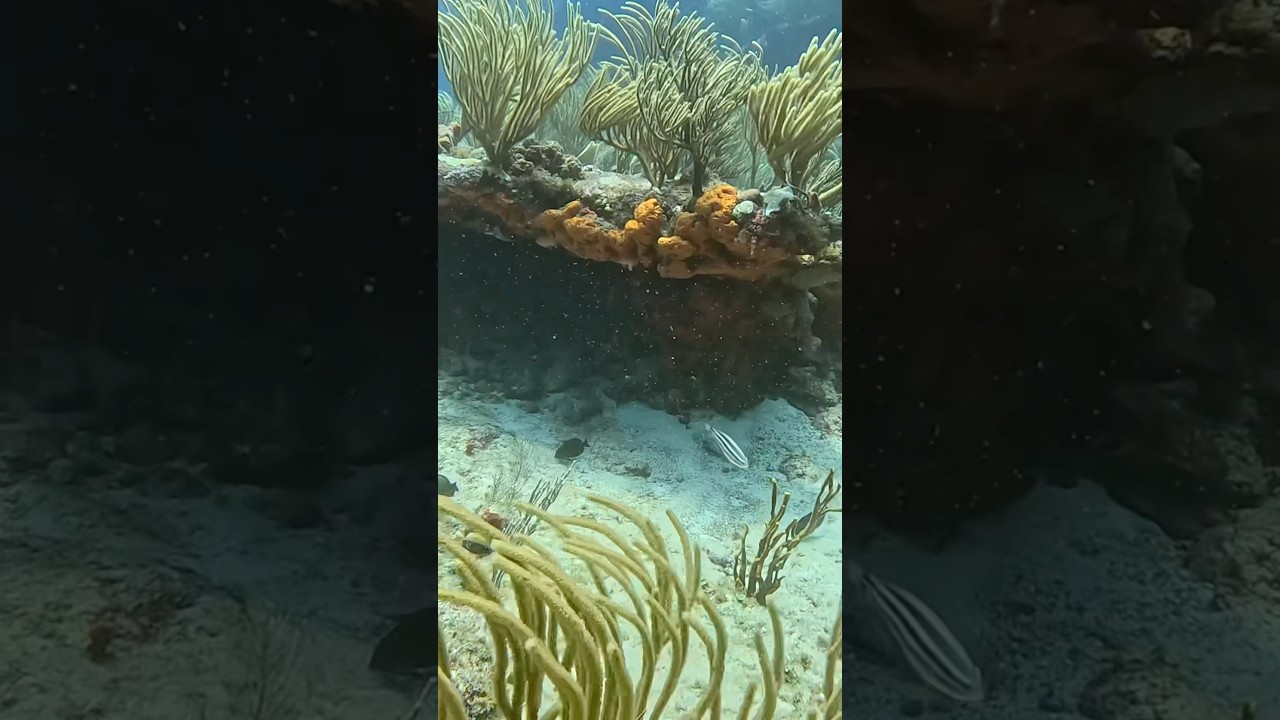 Following a ledge at the Fish Bowl Reef, Sint Maarten. 