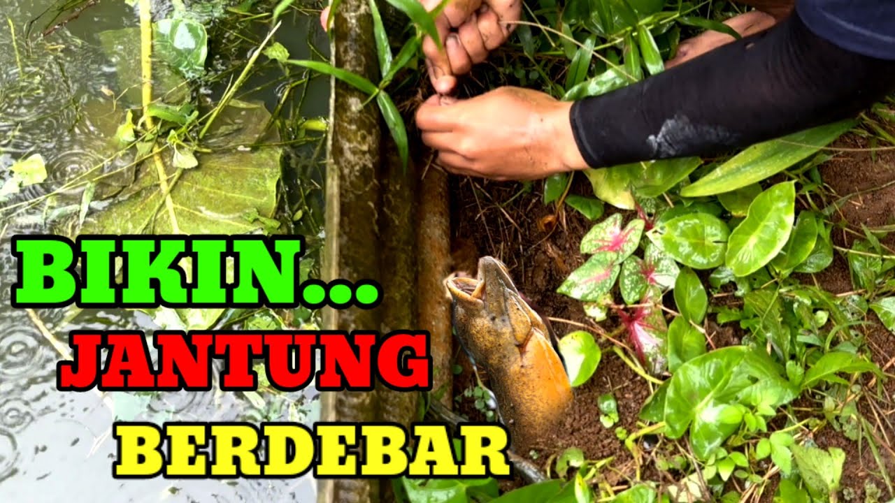 DALAM HITUNGAN MENIT...‼️BELUT BESAR BERHASIL DI TANGKAP