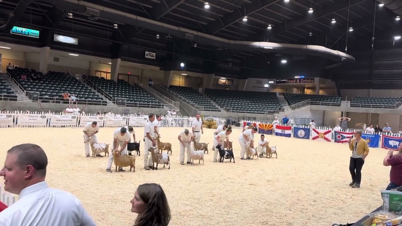 2023 ADGA National Show Nigerian Dwarf National Senior Champion Selection