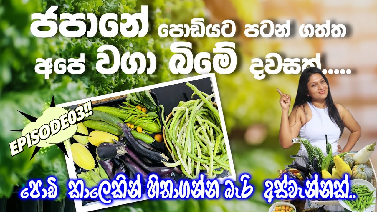 යාලුවන්ටත් බෙදන්නතරම් ලැබුනු,හිතාගන්න බැරි අස්වැන්නක්.👩‍🌾🥒|Lifein Japan #farminginjapan #familyvlog 