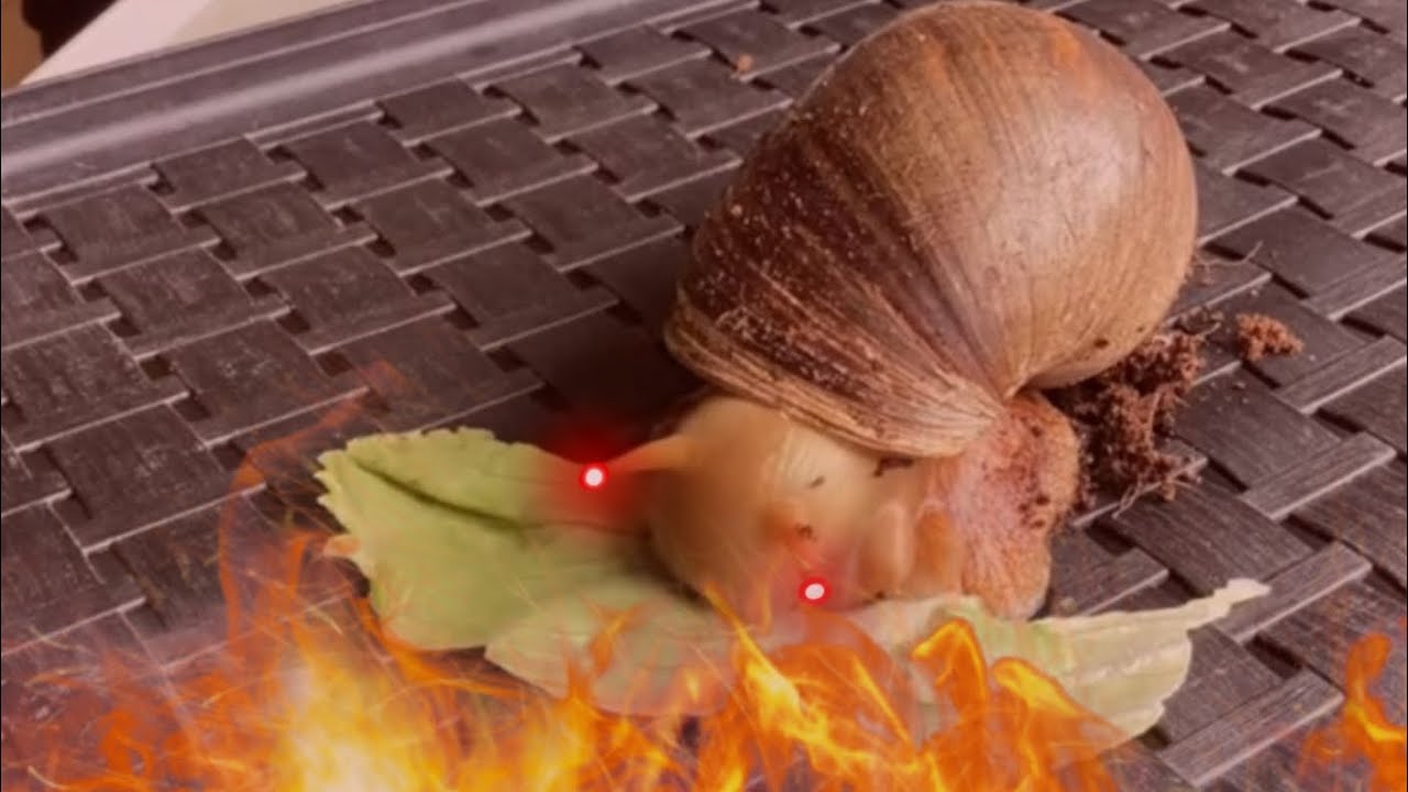 snail eating but with doom music