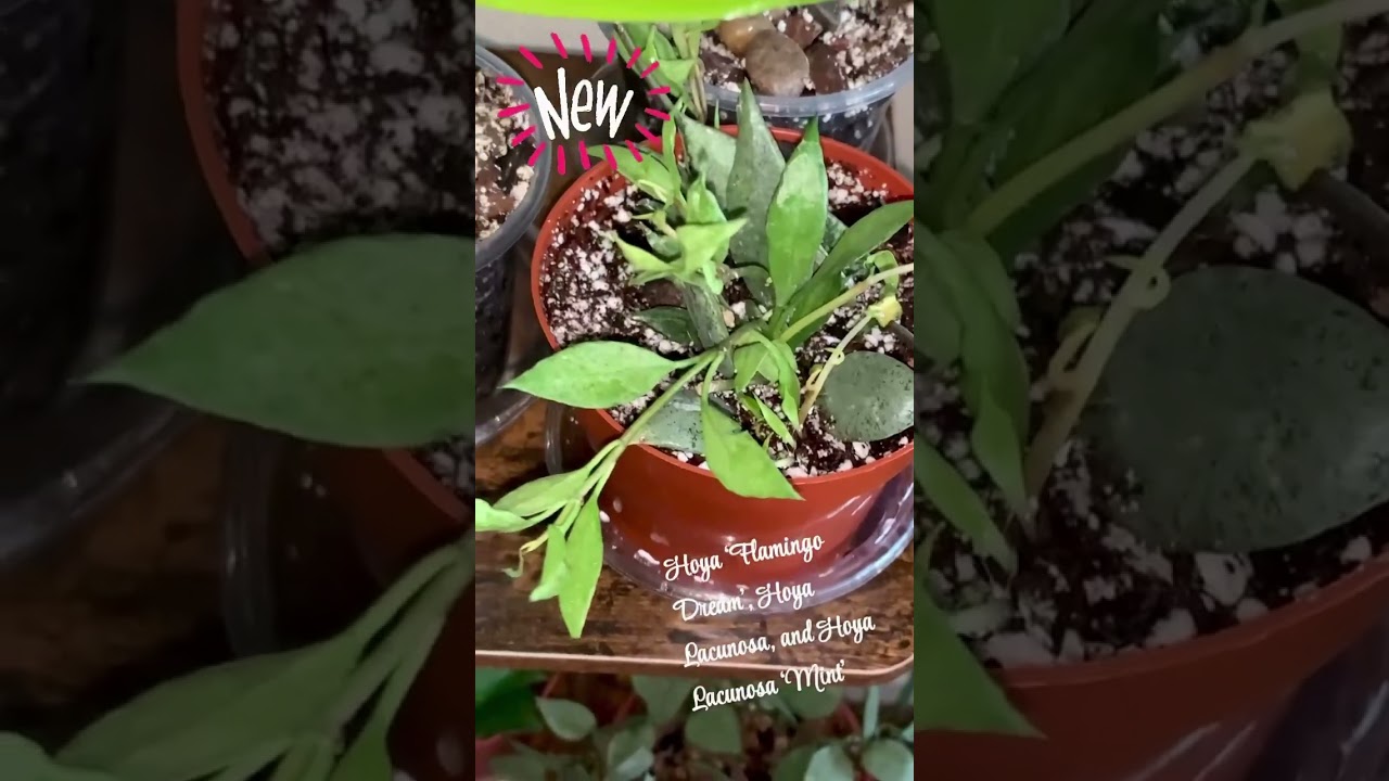 New Hoya alert from Canopy Plant Co.!  Plant mail! 💚 #hoyaplant #houseplants