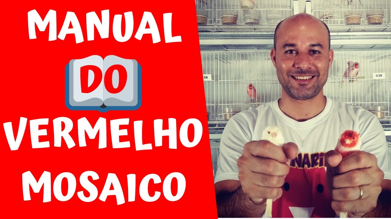 COMO COLORIR CORRETAMENTE O CANÁRIO VERMELHO MOSAICO